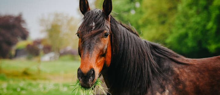 Pferd beim Futtern 1700x740